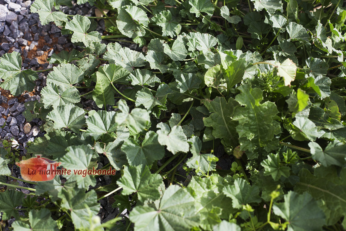 Buisson de mauve (malva neglecta)