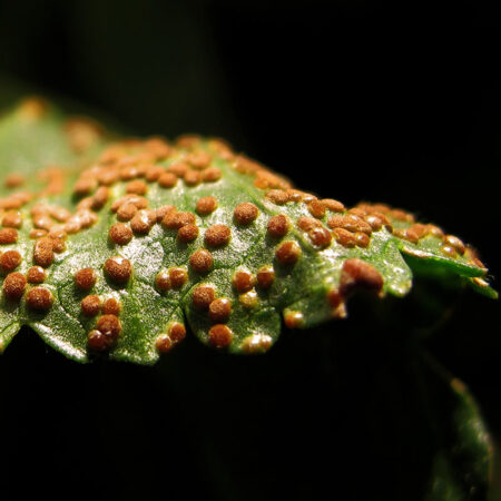 Feuille couverte de telies de Pulcinia malvacearum