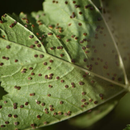 Rouille mauve etape 3