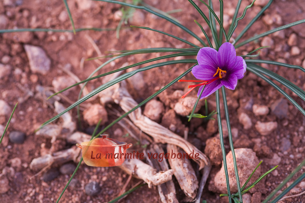 A half-opened saffron flower
