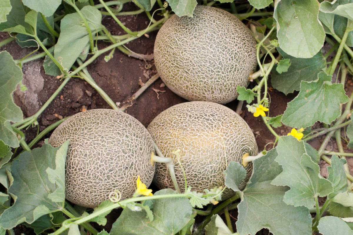 Melons cultivés sur le sol