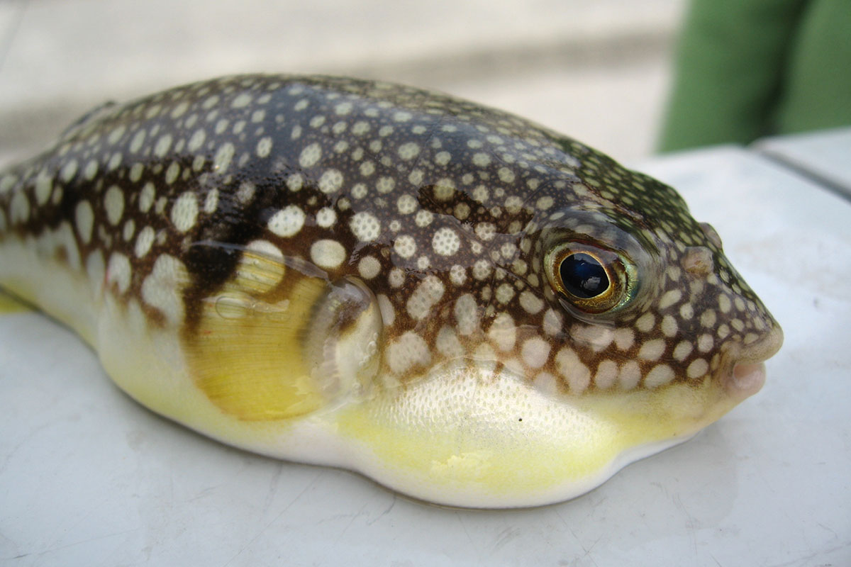 Jeune poisson fugu